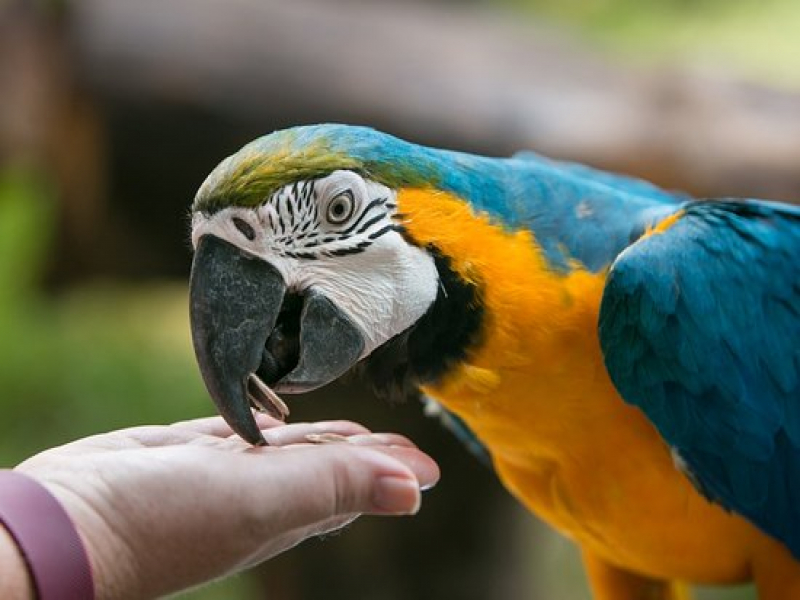 Feeding Macaw at Wildlife Park Langkawi